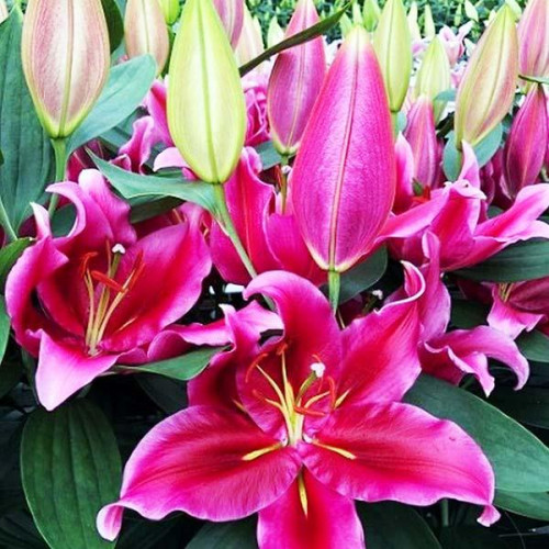 Лилия восточная Peter Schenk (Петер Шенк) 3шт. в упаковке Лилия восточная Peter Schenk (Петер Шенк) 3шт. в упаковке