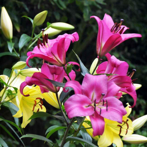 Лилия восточная Peter Schenk (Петер Шенк) 3шт. в упаковке Лилия восточная Peter Schenk (Петер Шенк) 3шт. в упаковке