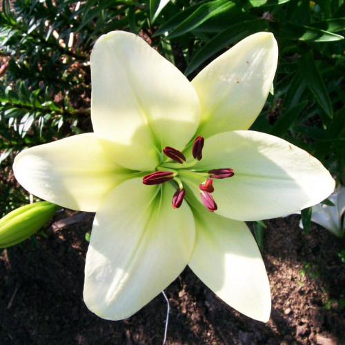 Лилия азиатская Yeti (Йети) 3шт. в упаковке Лилия азиатская Yeti (Йети) 3шт. в упаковке