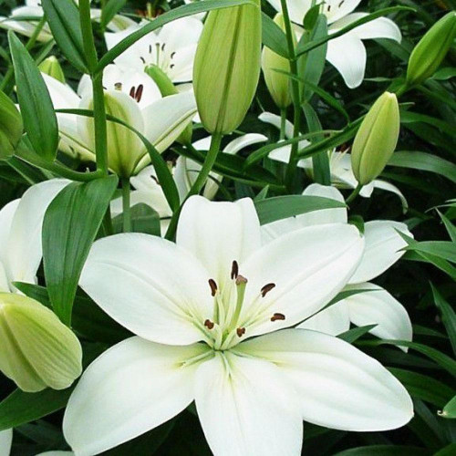 Лилия азиатская Yeti (Йети) 3шт. в упаковке Лилия азиатская Yeti (Йети) 3шт. в упаковке