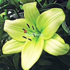 Лилия ЛА гибрид Gerrit Zalm (Геррит Залм) 3шт. в упаковке