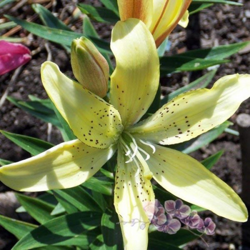 Лилия АОА гибрид Fields Of Gold (Филдс Оф Голд) 3шт. в упаковке Лилия АОА гибрид Fields Of Gold (Филдс Оф Голд) 3шт. в упаковке