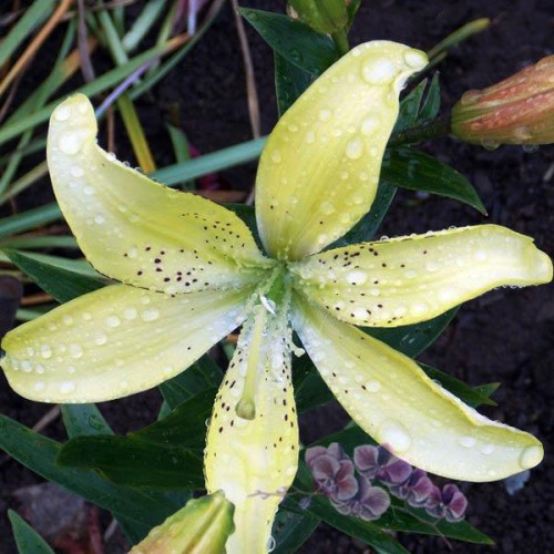 Лилия АОА гибрид Fields Of Gold (Филдс Оф Голд) 3шт. в упаковке Лилия АОА гибрид Fields Of Gold (Филдс Оф Голд) 3шт. в упаковке