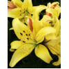 Лилия АОА гибрид Fields Of Gold (Филдс Оф Голд) 3шт. в упаковке Лилия АОА гибрид Fields Of Gold (Филдс Оф Голд) 3шт. в упаковке