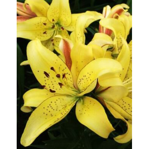 Лилия АОА гибрид Fields Of Gold (Филдс Оф Голд) 3шт. в упаковке Лилия АОА гибрид Fields Of Gold (Филдс Оф Голд) 3шт. в упаковке