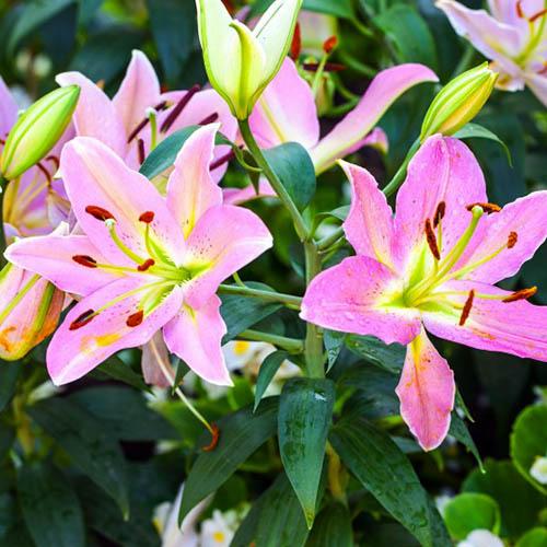 Лилия восточная Color Essence (Колор Эссенс) 3шт. в упаковке Лилия восточная Color Essence (Колор Эссенс) 3шт. в упаковке