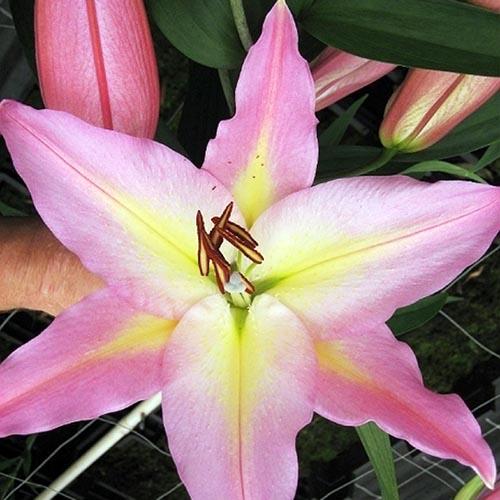 Лилия восточная Color Essence (Колор Эссенс) 3шт. в упаковке Лилия восточная Color Essence (Колор Эссенс) 3шт. в упаковке