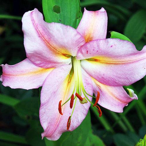 Лилия восточная Color Essence (Колор Эссенс) 3шт. в упаковке Лилия восточная Color Essence (Колор Эссенс) 3шт. в упаковке