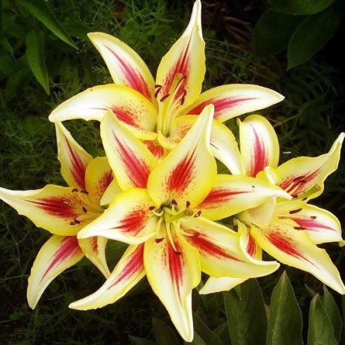 Лилия ОА гибрид Sunny Crown (Санни Краун) 3шт. в упаковке Лилия ОА гибрид Sunny Crown (Санни Краун) 3шт. в упаковке