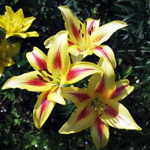 Лилия ОА гибрид Sunny Crown (Санни Краун) 3шт. в упаковке Лилия ОА гибрид Sunny Crown (Санни Краун) 3шт. в упаковке