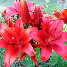 Лилия ЛА гибрид Аrmandale (Армандейл) 3шт. в упаковке