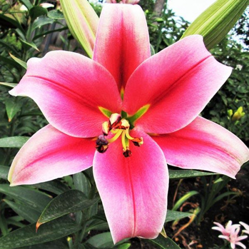 Лилия ОТ гибрид Imprato (Импрато) 3шт. в упаковке Лилия ОТ гибрид Imprato (Импрато) 3шт. в упаковке