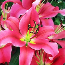 Лилия ОТ гибрид Imprato (Импрато) 3шт. в упаковке