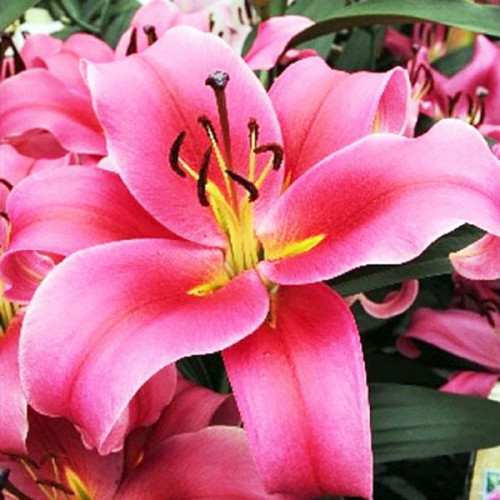 Лилия ОТ гибрид Imprato (Импрато) 3шт. в упаковке Лилия ОТ гибрид Imprato (Импрато) 3шт. в упаковке