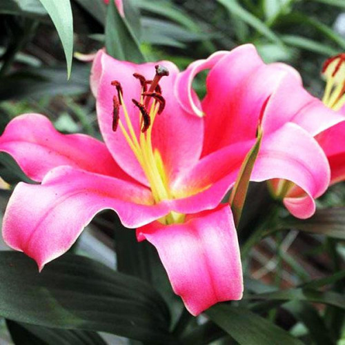 Лилия ОТ гибрид Imprato (Импрато) 3шт. в упаковке Лилия ОТ гибрид Imprato (Импрато) 3шт. в упаковке