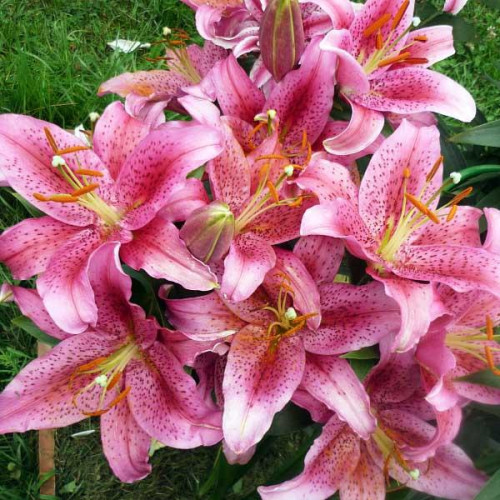 Лилия восточная Dуnamite (Динамит) 3шт. в упаковке Лилия восточная Dуnamite (Динамит) 3шт. в упаковке