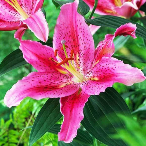 Лилия восточная Dуnamite (Динамит) 3шт. в упаковке Лилия восточная Dуnamite (Динамит) 3шт. в упаковке