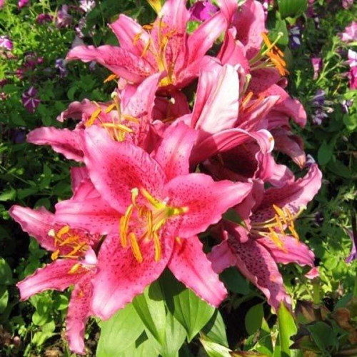 Лилия восточная Dуnamite (Динамит) 3шт. в упаковке Лилия восточная Dуnamite (Динамит) 3шт. в упаковке