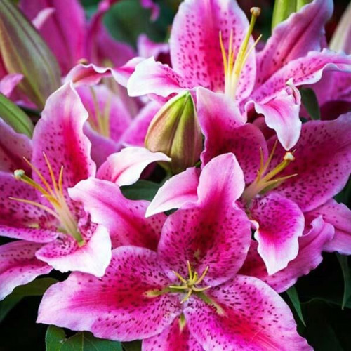 Лилия восточная Dуnamite (Динамит) 3шт. в упаковке Лилия восточная Dуnamite (Динамит) 3шт. в упаковке