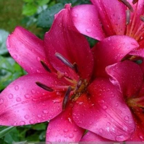 Лилия Purple Diamond (Пурпл Диамонд) 3шт. в упаковке Лилия Purple Diamond (Пурпл Диамонд) 3шт. в упаковке