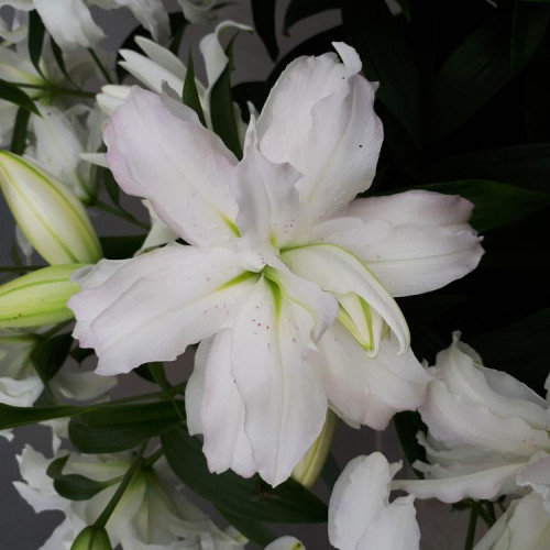 Лилия восточная Lotus Beauty (Лотос Бьюти) 3шт. в упаковке Лилия восточная Lotus Beauty (Лотос Бьюти) 3шт. в упаковке