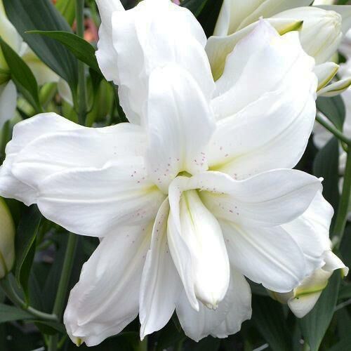 Лилия восточная Lotus Beauty (Лотос Бьюти) 3шт. в упаковке Лилия восточная Lotus Beauty (Лотос Бьюти) 3шт. в упаковке