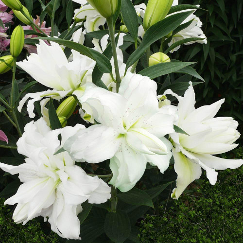 Лилия восточная Lotus Beauty (Лотос Бьюти) 3шт. в упаковке Лилия восточная Lotus Beauty (Лотос Бьюти) 3шт. в упаковке