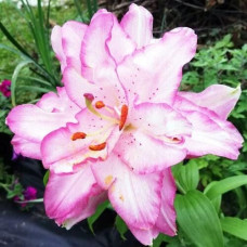 Лилия восточная Beautytrend (Бьютитренд) 3шт. в упаковке