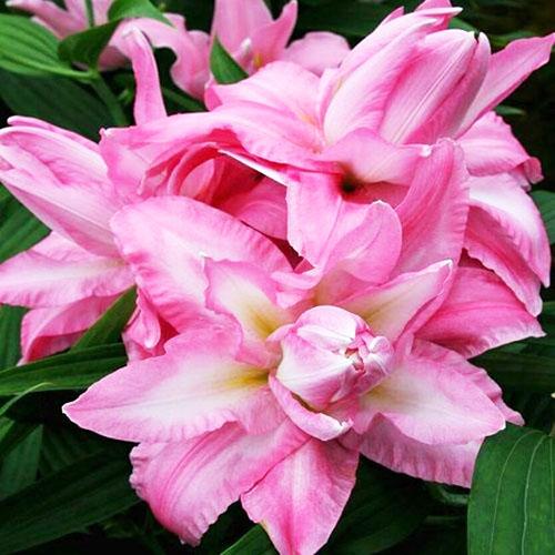 Лилия восточная Beautytrend (Бьютитренд) 3шт. в упаковке Лилия восточная Beautytrend (Бьютитренд) 3шт. в упаковке