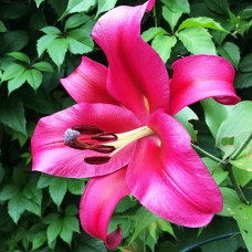 Лилия ОТ гибрид Palazzo (Палаццо) 3шт. в упаковке