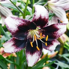 Лилия азиатская Stracciatella Event (Страсиотелла Ивент) 3шт. в упаковке