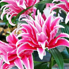 Лилия махровая восточная RoseLily Lorena (Розели Лорена) 3шт. в упаковке