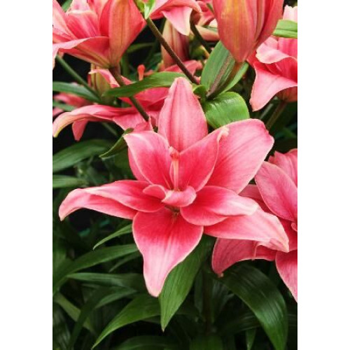 Лилия Пинк Блоссом 3шт. в упаковке Лилия Пинк Блоссом 3шт. в упаковке