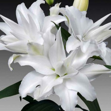 Лилия махровая восточная My Wedding (Май Веддинг) 3шт. в упаковке