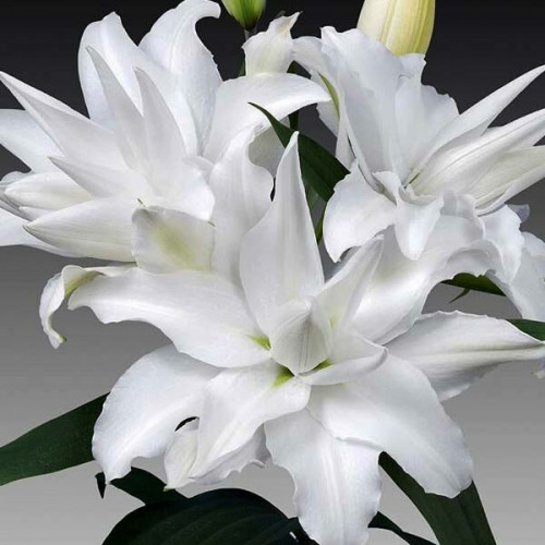 Лилия махровая восточная My Wedding (Май Веддинг) 3шт. в упаковке Лилия махровая восточная My Wedding (Май Веддинг) 3шт. в упаковке