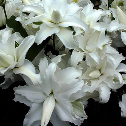 Лилия махровая восточная My Wedding (Май Веддинг) 3шт. в упаковке Лилия махровая восточная My Wedding (Май Веддинг) 3шт. в упаковке