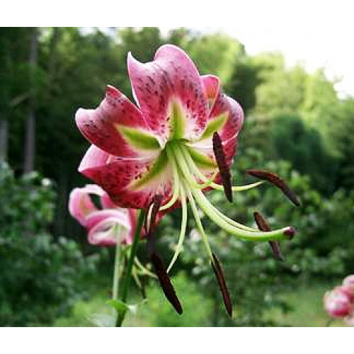 Лилия Black Beauty (Блэк Бьюти) 3шт. в упаковке Лилия Black Beauty (Блэк Бьюти) 3шт. в упаковке