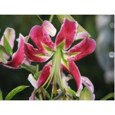 Лилия Black Beauty (Блэк Бьюти) 3шт. в упаковке