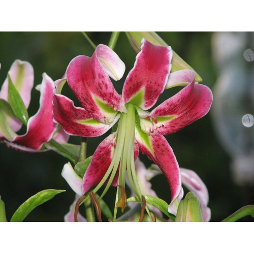 Лилия Black Beauty (Блэк Бьюти) 3шт. в упаковке Лилия Black Beauty (Блэк Бьюти) 3шт. в упаковке