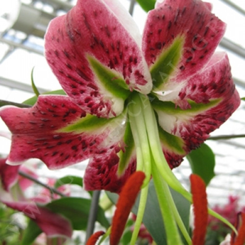 Лилия Black Beauty (Блэк Бьюти) 3шт. в упаковке Лилия Black Beauty (Блэк Бьюти) 3шт. в упаковке