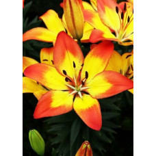 Лилия Дэйбрейк Джой 3шт. в упаковке