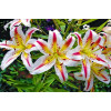 Лилия восточная Garden Party (Гарден Пати) 3шт. в упаковке Лилия восточная Garden Party (Гарден Пати) 3шт. в упаковке