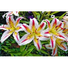 Лилия восточная Garden Party (Гарден Пати) 3шт. в упаковке