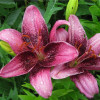 Лилия азиатская Purple Eye (Пурпл Ай) 3шт. в упаковке Лилия азиатская Purple Eye (Пурпл Ай) 3шт. в упаковке