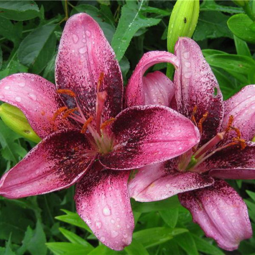 Лилия азиатская Purple Eye (Пурпл Ай) 3шт. в упаковке Лилия азиатская Purple Eye (Пурпл Ай) 3шт. в упаковке