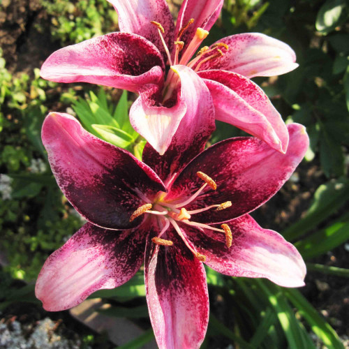 Лилия азиатская Purple Eye (Пурпл Ай) 3шт. в упаковке Лилия азиатская Purple Eye (Пурпл Ай) 3шт. в упаковке