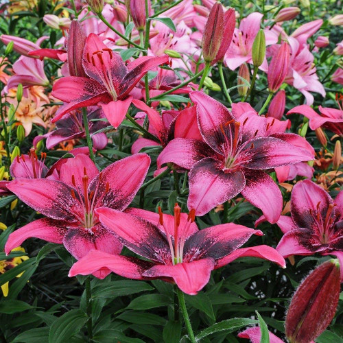 Лилия азиатская Purple Eye (Пурпл Ай) 3шт. в упаковке Лилия азиатская Purple Eye (Пурпл Ай) 3шт. в упаковке