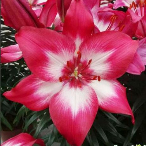 Лилия азиатская Tiny Diamond (Тайни Даймонд) 3шт. в упаковке Лилия азиатская Tiny Diamond (Тайни Даймонд) 3шт. в упаковке