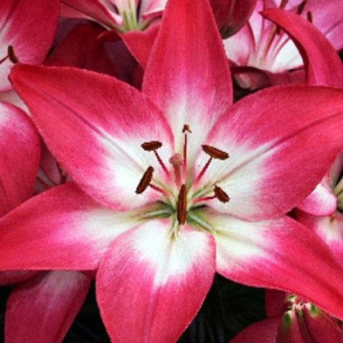 Лилия азиатская Tiny Diamond (Тайни Даймонд) 3шт. в упаковке Лилия азиатская Tiny Diamond (Тайни Даймонд) 3шт. в упаковке