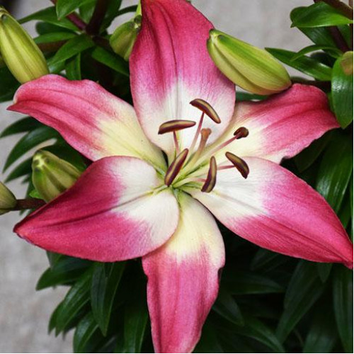 Лилия азиатская Tiny Diamond (Тайни Даймонд) 3шт. в упаковке Лилия азиатская Tiny Diamond (Тайни Даймонд) 3шт. в упаковке